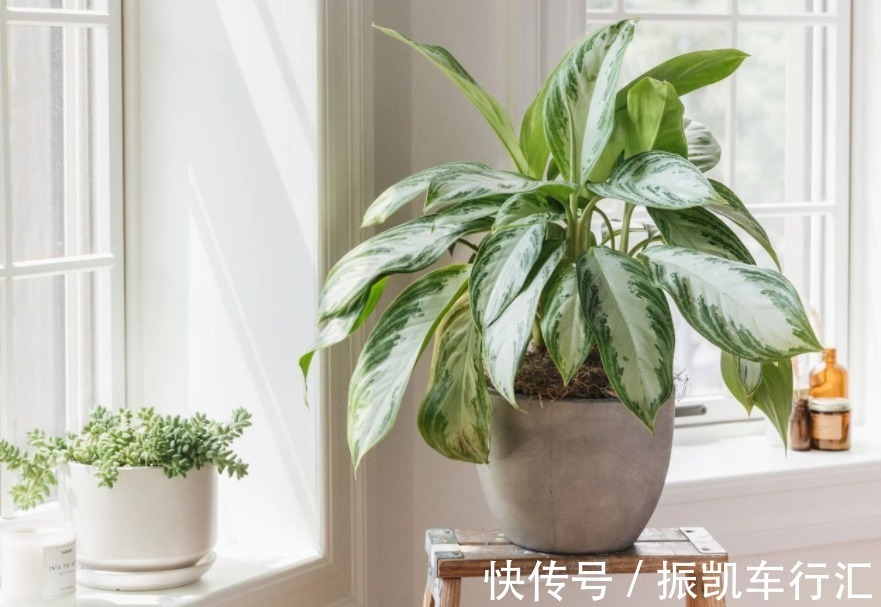 植物|室内养花，弄错这3件事，植物长不好，主人爱生病