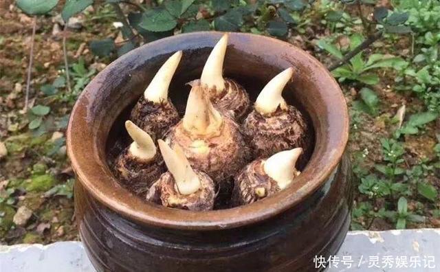 一节山药插水里,疯狂长藤“冒金豆”,赚大了!