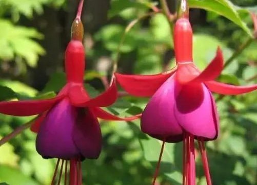 不是所有花都要多浇水，这4种花越浇越死的快，夏天要注意