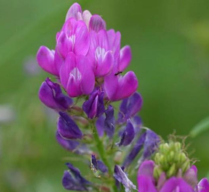 路边挖点野花，种盆里就活，浇点水就疯长，开花漂亮，人见人爱！