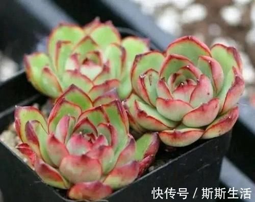 封闭阳台养什么多肉最合适，老花友诚心推荐这12款，省心又漂亮