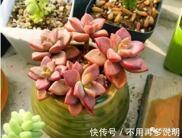 干透|多肉就养这7种,散养不用管也能呼呼长,想养死都难!