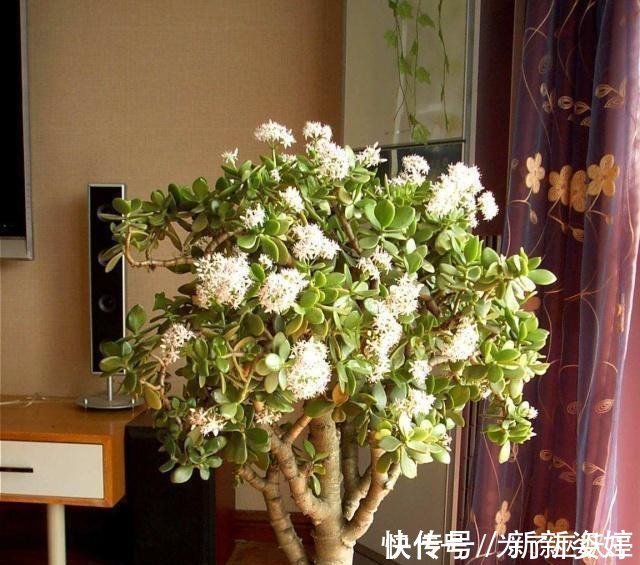镇宅|3种“便宜花”这样养一养,一年变“老桩”,开花千朵还“镇宅”