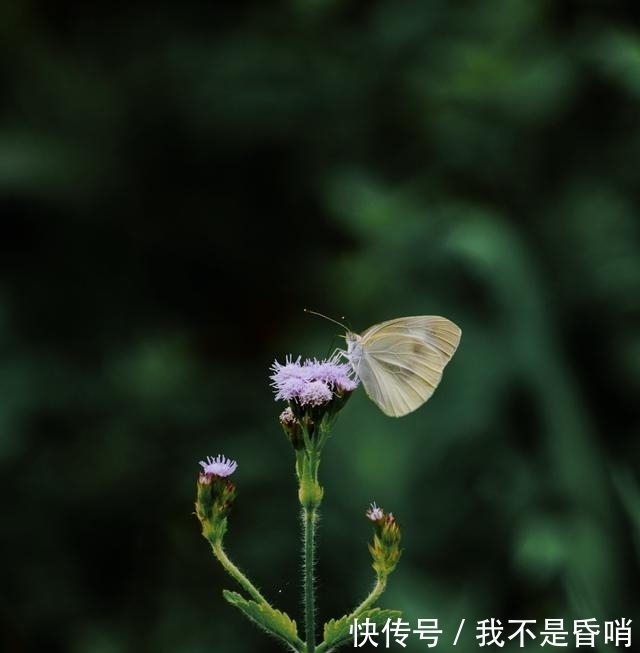 佳缘|喜鹊飞来，佳缘天降，爱你一万年，喜获新欢，永不放弃