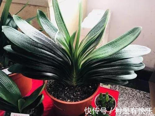 君子兰催花有技巧，啤酒加点“它”，花苞连着开，30天都不落！