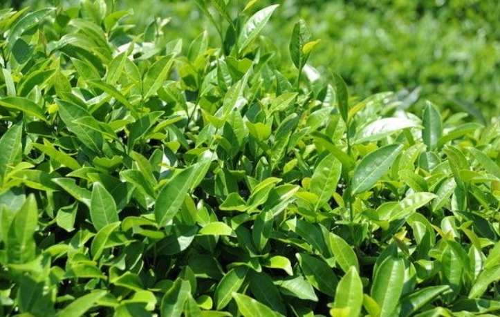 泡脚|十个人九个有脚气，晚上常用此叶子泡脚，抗菌消炎，远离脚臭困扰