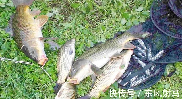 秋季钓鱼时间表,什么时候鱼好钓?节气的更替,影响了鱼情的好坏