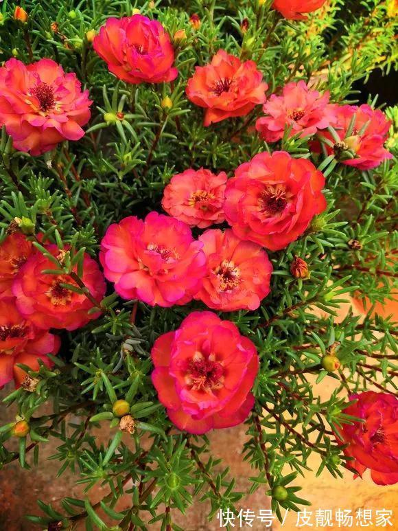 5种花快扦插,生根超快,1周长出大白根,新手也能插得活