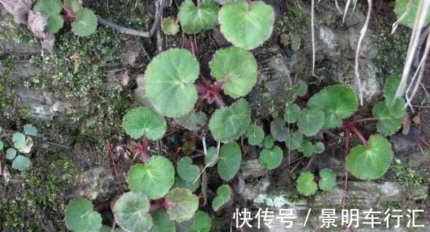 虎耳草|农村这种野草,止咳效果非常的好,你要是看到了可以带回家哟