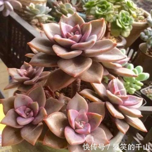 蟹爪兰|家里养这3种花,立夏后一定要少浇水,一浇多就黑腐烂根