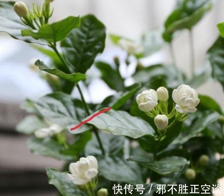 几种花,开花漂亮又好养,开花漂亮财运来,一养就上瘾