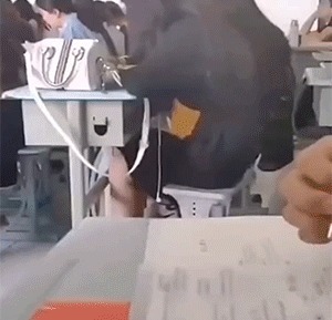 |搞笑GIF:铲屎的赶紧把我放了,否则我拆了你的后备箱