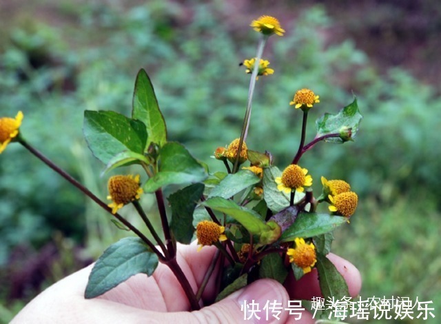 细胞|这一种植物事农村老人口中“黄金万两，不认识是草，懂它就是宝