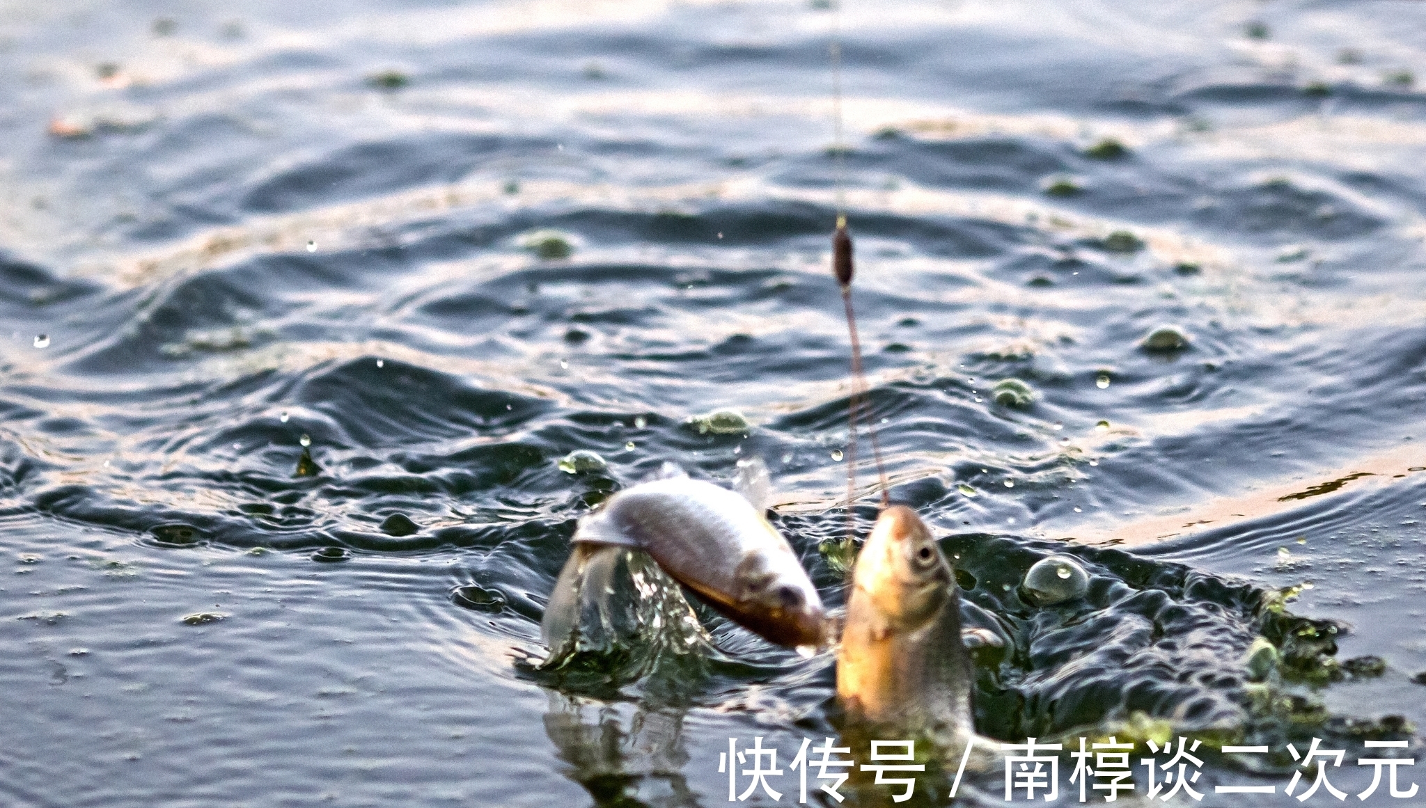 资深钓友三十年压箱底干货:深秋初冬野钓大板鲫,四大绝招炼爆护