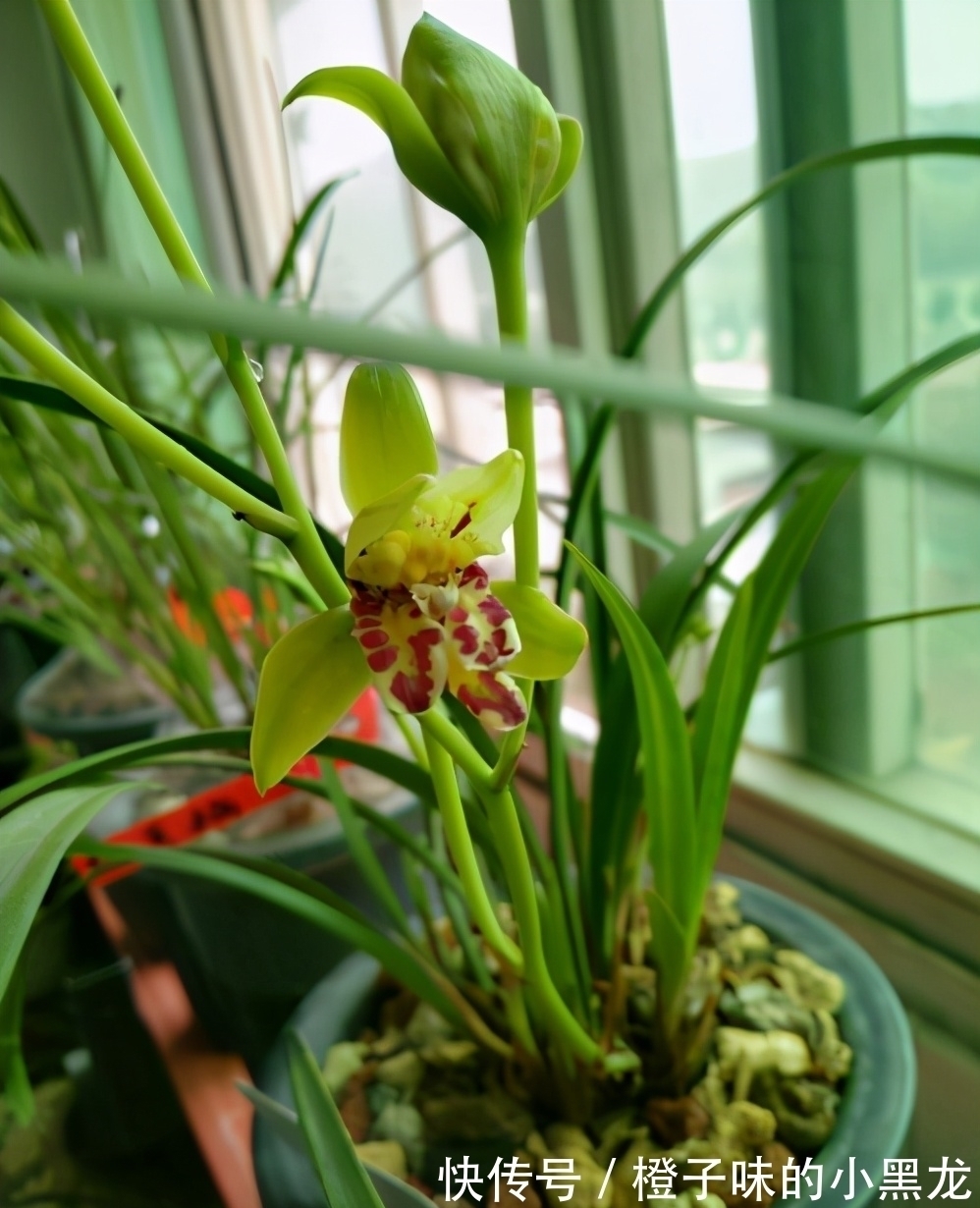 以前山上的野草,现在成为“高档”盆栽,花朵似玉狮,高雅又大气