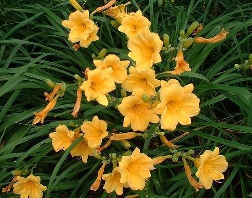 适合养的花,好活易爆盆,花姿妖娆,四季繁花似锦,美