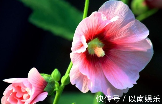 养花就养“它”,“播种”7天就发芽,花开90天,比菊花更灵气