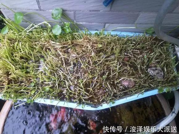 太阳花|咋“折腾”都不死的4种花，越修剪越旺，很难养死