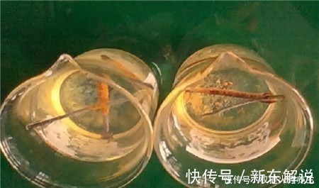 蚊香|浇水时加点小东西，植物用了呼呼长，连肥料都省了！