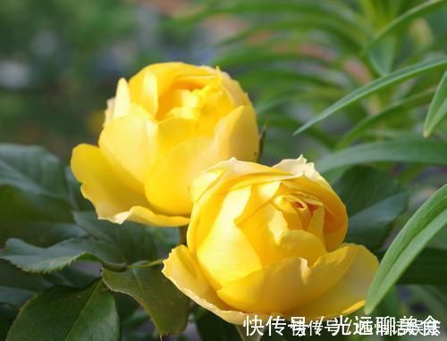 月季|花期超长的5种月季,单朵能开一个月,阳台养一盆,长期有花赏