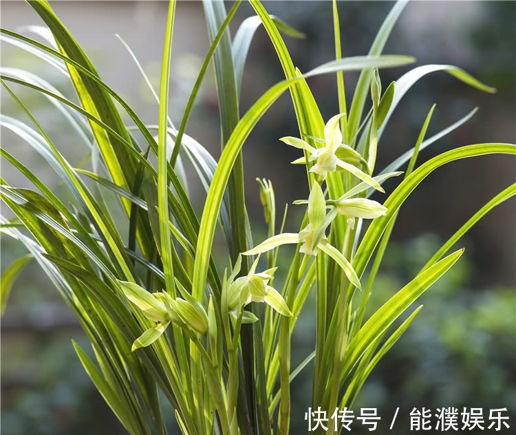 养兰花,牢记1个字,兰花蹭蹭长,枝叶油绿花娇俏!