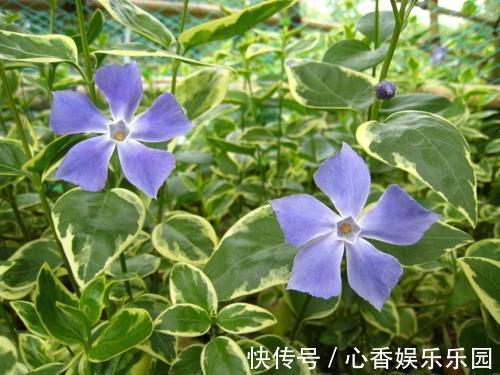 藤本类|五种花挂起来，家里窗帘都省了，天然隔断还有香气