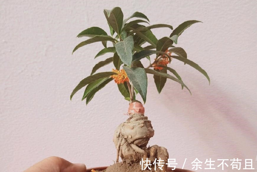 家养桂花出“贵子”，教你用“1根”枝条，30天养成桂花盆栽！