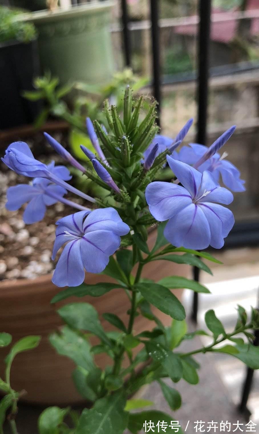 百日草|人到五十五，养花也会心累，养这5种花量大不操心