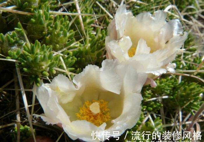 多肉植物|拟叶仙人掌,不同寻常的多肉植物,仙人掌科的奇葩