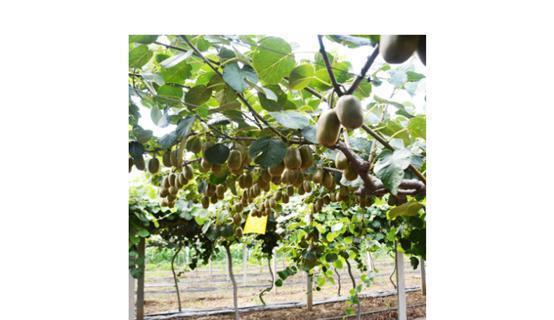 水果|孩子发育“黄金期”,医生:少吃6种水果,伤脾胃,对娃不好