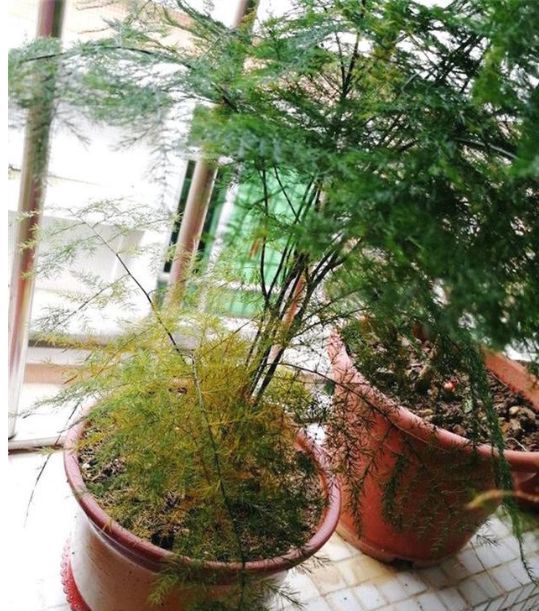 掉叶发黄快枯死的文竹怎么急救给它喝点酸奶,一个月爆盆绿油油