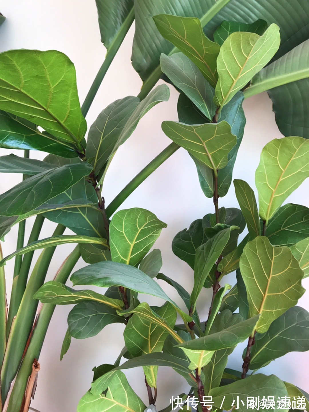 叶片|10种花特怕晒,越晒越黄叶,搬阴凉地儿才能活!