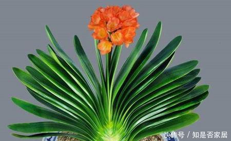 冬天养君子兰,3个动作催一催,叶片挺拔如折扇,开出层叠群花!