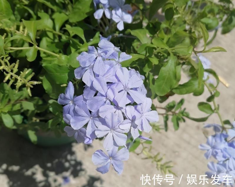 养花|秋日养花,存在哪些忌讳?此4处,做得越多错得越狠