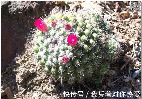 健康|3种花,再喜欢也别在室内养,会影响健康,家里养了赶紧搬出去