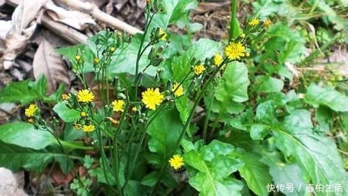 中薪|李时珍说它“通结气,利肠胃”,曾是儿时美味,如今少人识