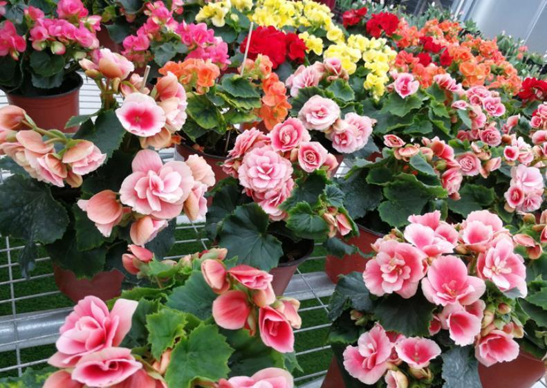 5种漂亮花,现在养一盆正当时,能开到明年夏天,适合新手花友