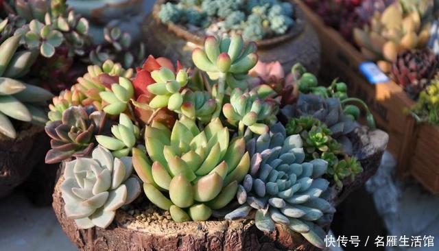 盆死|多肉养1盆死1盆?记住这4条规则就能一个劲地长,又肥又漂亮
