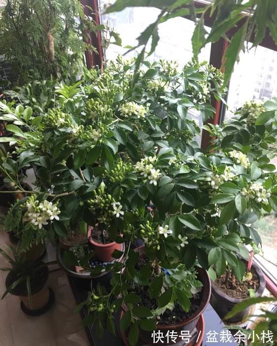 蕾丝|7种“香水花”,养一盆满屋生香,开花180天,好看又贵气