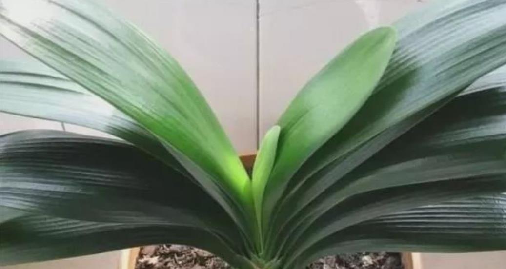 旺盛|君子兰叶子瘦小,不长新叶,4个方面多注意,很快恢复旺盛