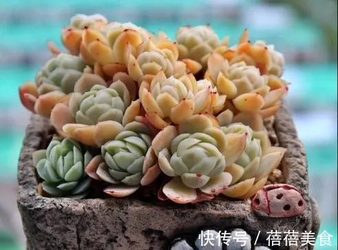 温差越大多肉状态越好,关于这点,你需要了解其中的B面