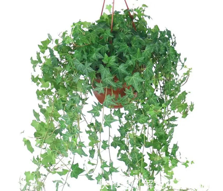 我来告诉你十大好养又有益于身体健康盆栽,室内养花的绝佳选择