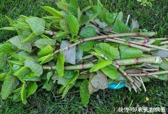 院子|若院子里长这5种草，不管多好看，看到了就铲除，留下是“祸害”