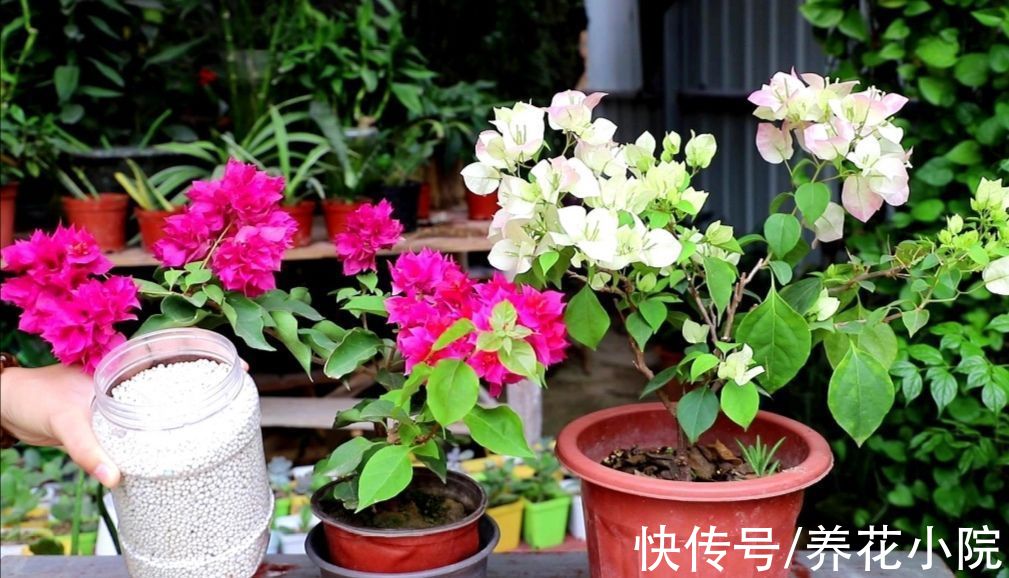 植株|家里养这6种花，9月赶紧补肥，才能长得旺，孕蕾更多