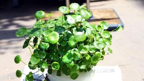 养殖|几种植物,不要养殖在卧室里面,不然就别想睡好觉!