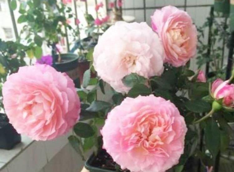 3种花被称为开花劳模,365天开花不断,花团锦簇,养在客厅美极了