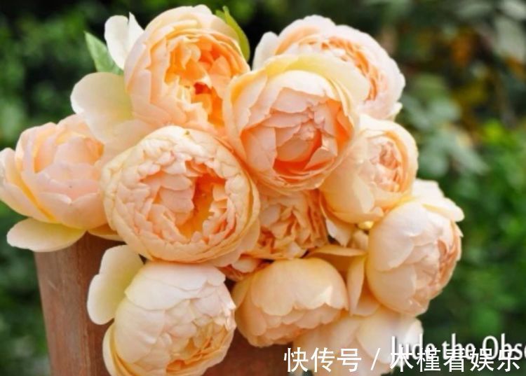 香味|喜欢菊花,不如养盆“精品玫瑰”朦胧的朱迪,水果香味,清新俊逸