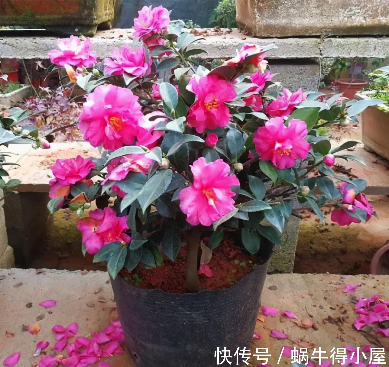 硫酸亚铁|六月养茶花,这“三位置”留点水,冠幅大一圈,次月花苞咕噜冒