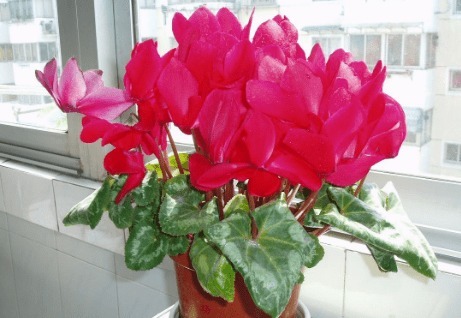 养仙客来,这3个“养护细节”别忽略,花苞多,一年四季都开花!