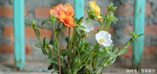 家中常见3种事物,是顶级养花“神器”,见到别浪费,养啥花都旺